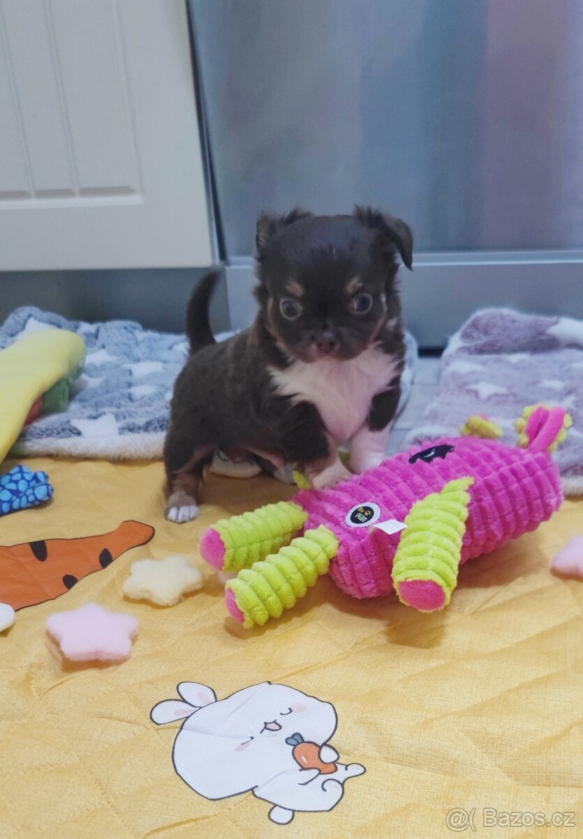 Štěňata čivava s PP FCI - 3