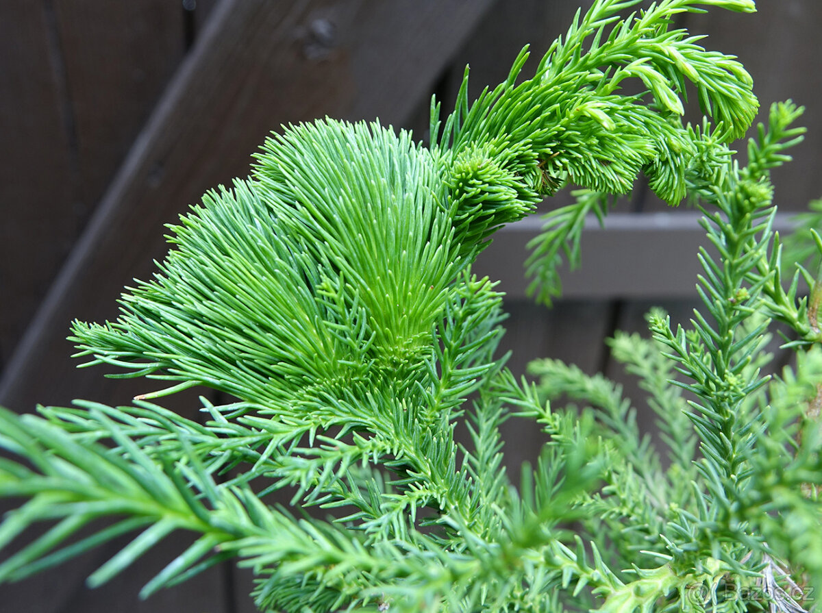 Kryptomerie japonská "Cristata" - 3