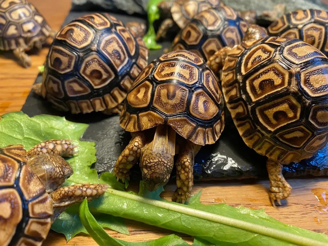 Mláďata: želva pardálí babcocki) – vlastní odchov - 3