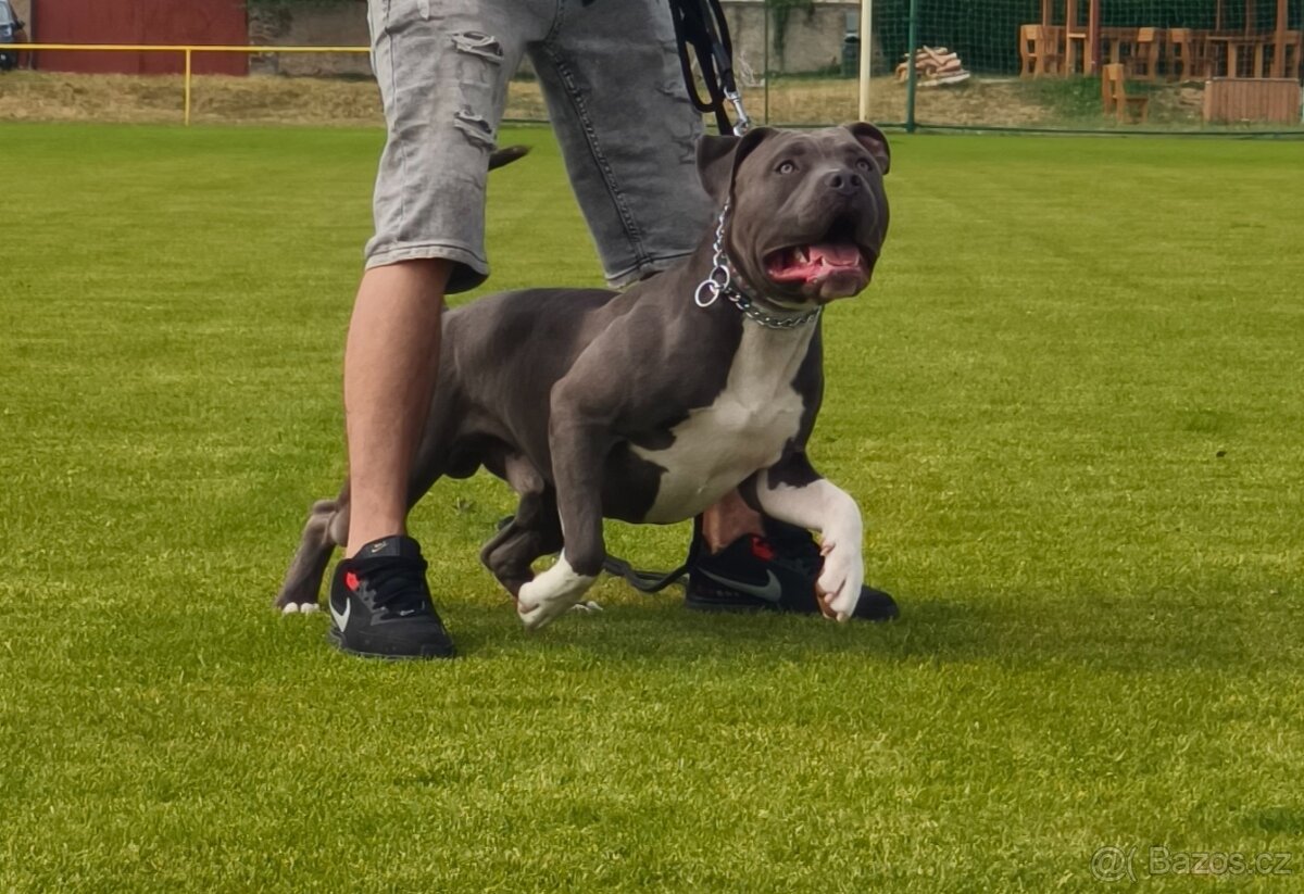 American bully - 3