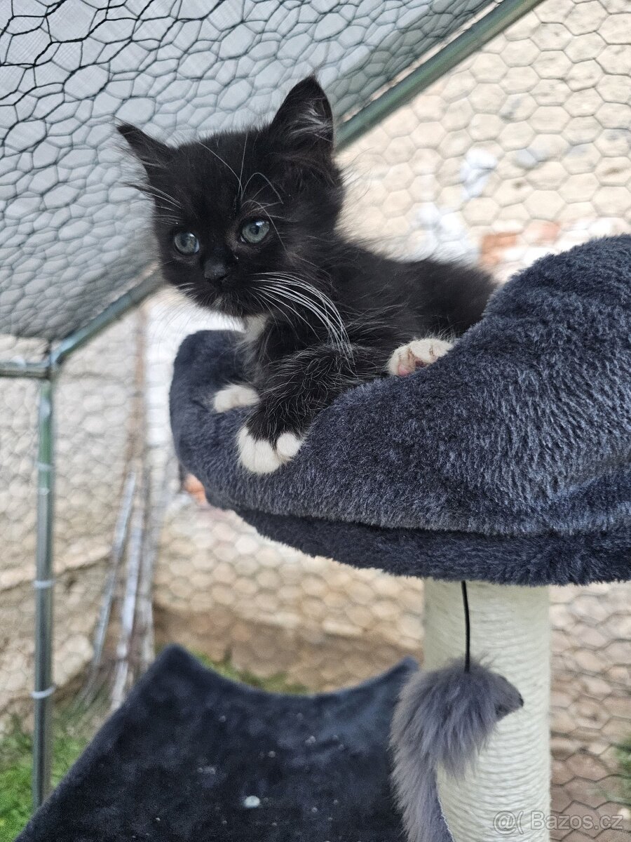 Koťátka alá Munchkin „kočičí jezevčík“ a „černé pumičky" - 3