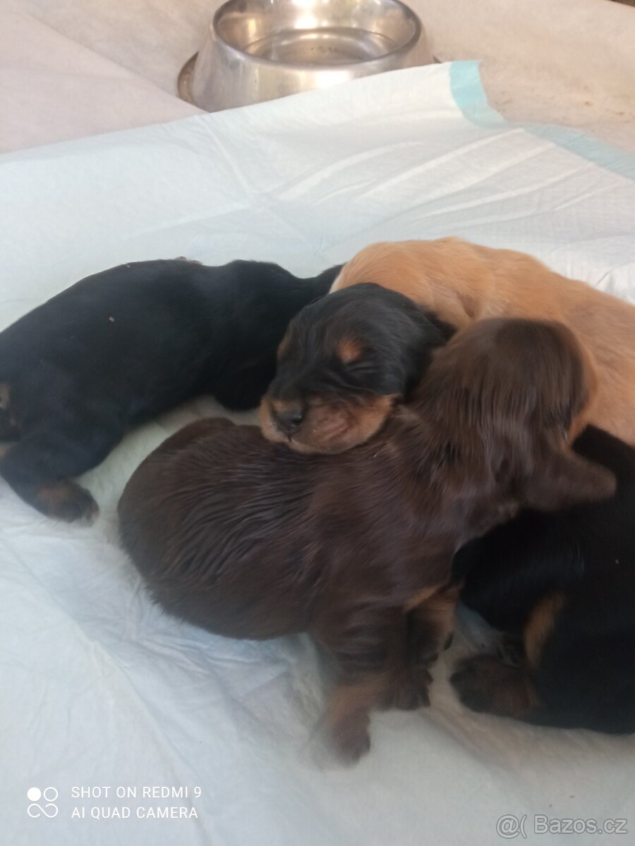 Anglický kokršpaněl štêňata - 3