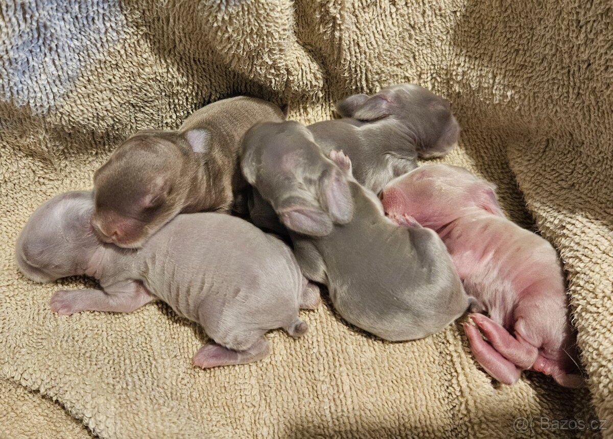 Zakrslý králíček/beránek minilop - 3