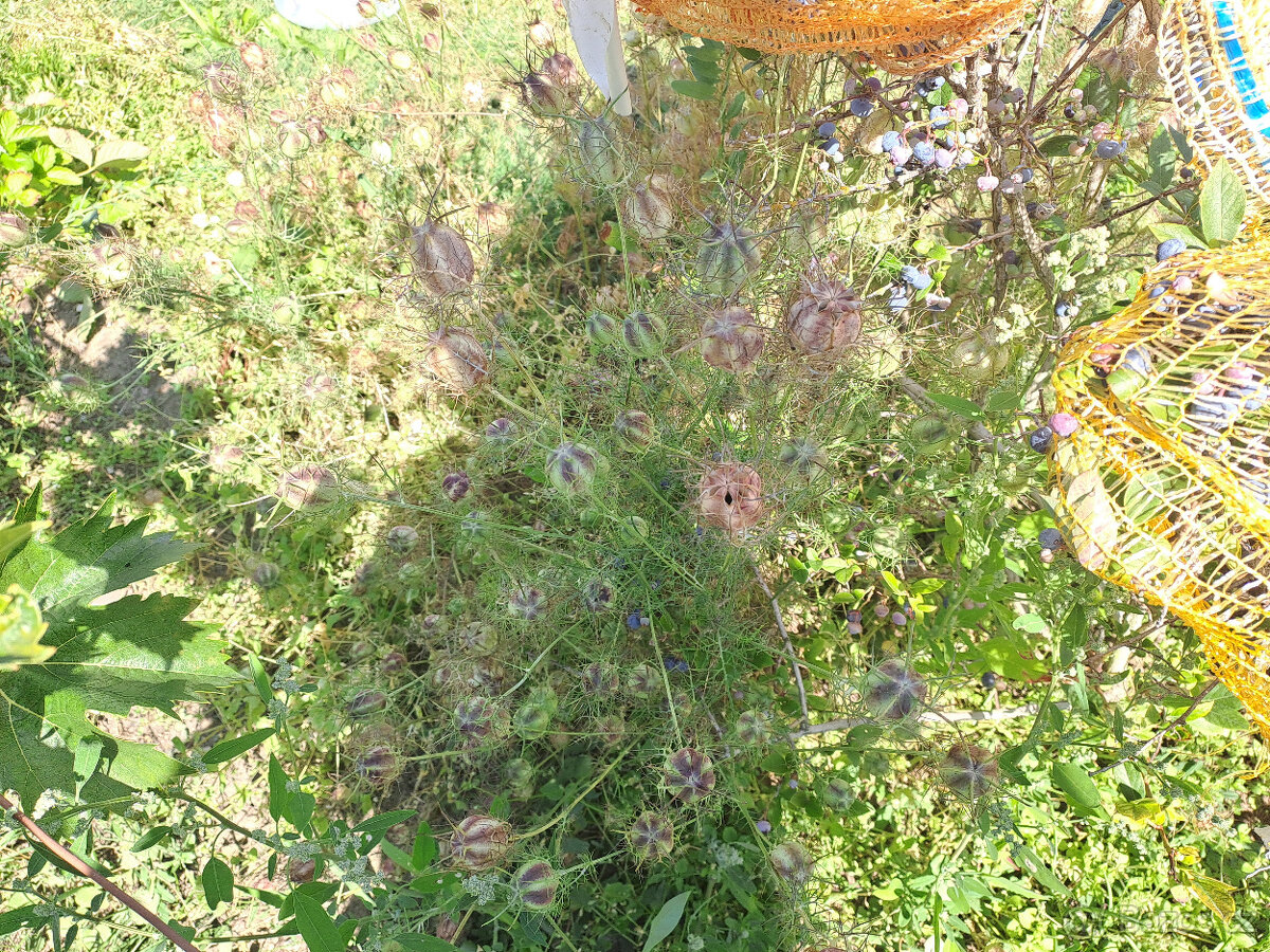 Černý kmín (černucha setá) - 3