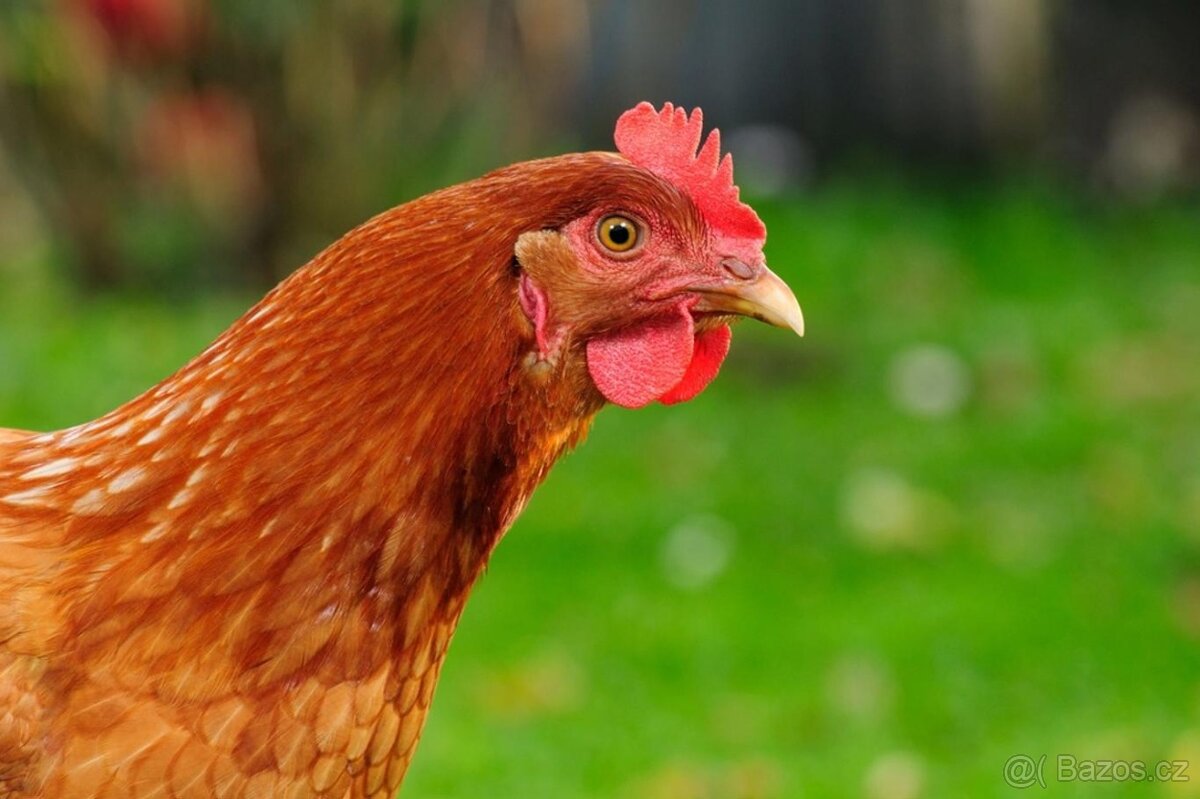 Starší slepičky, - 3