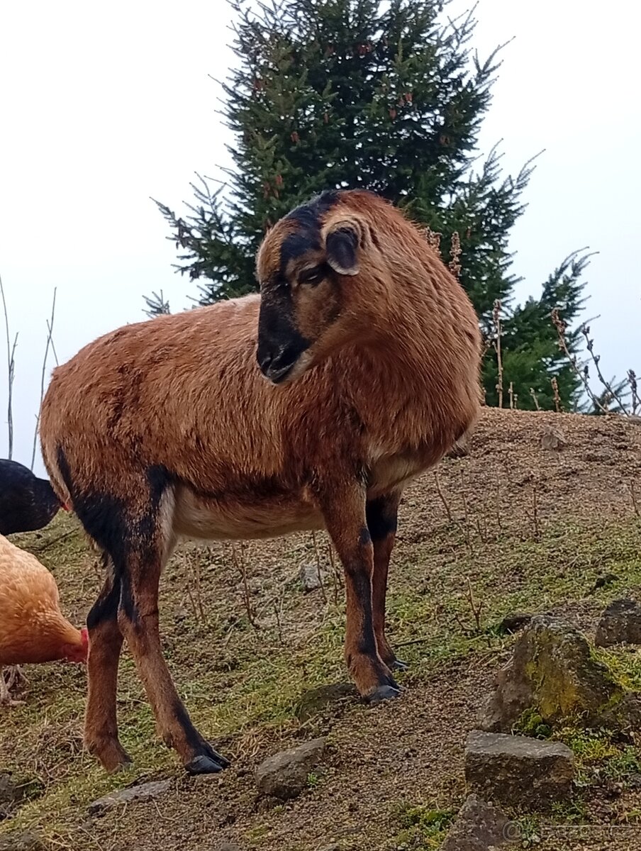 Kamerunská ovce - 3