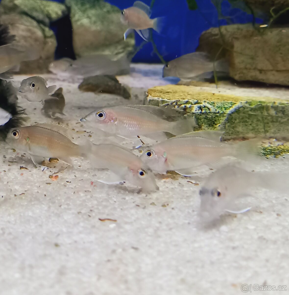 Odchovy Tanganyika - 3