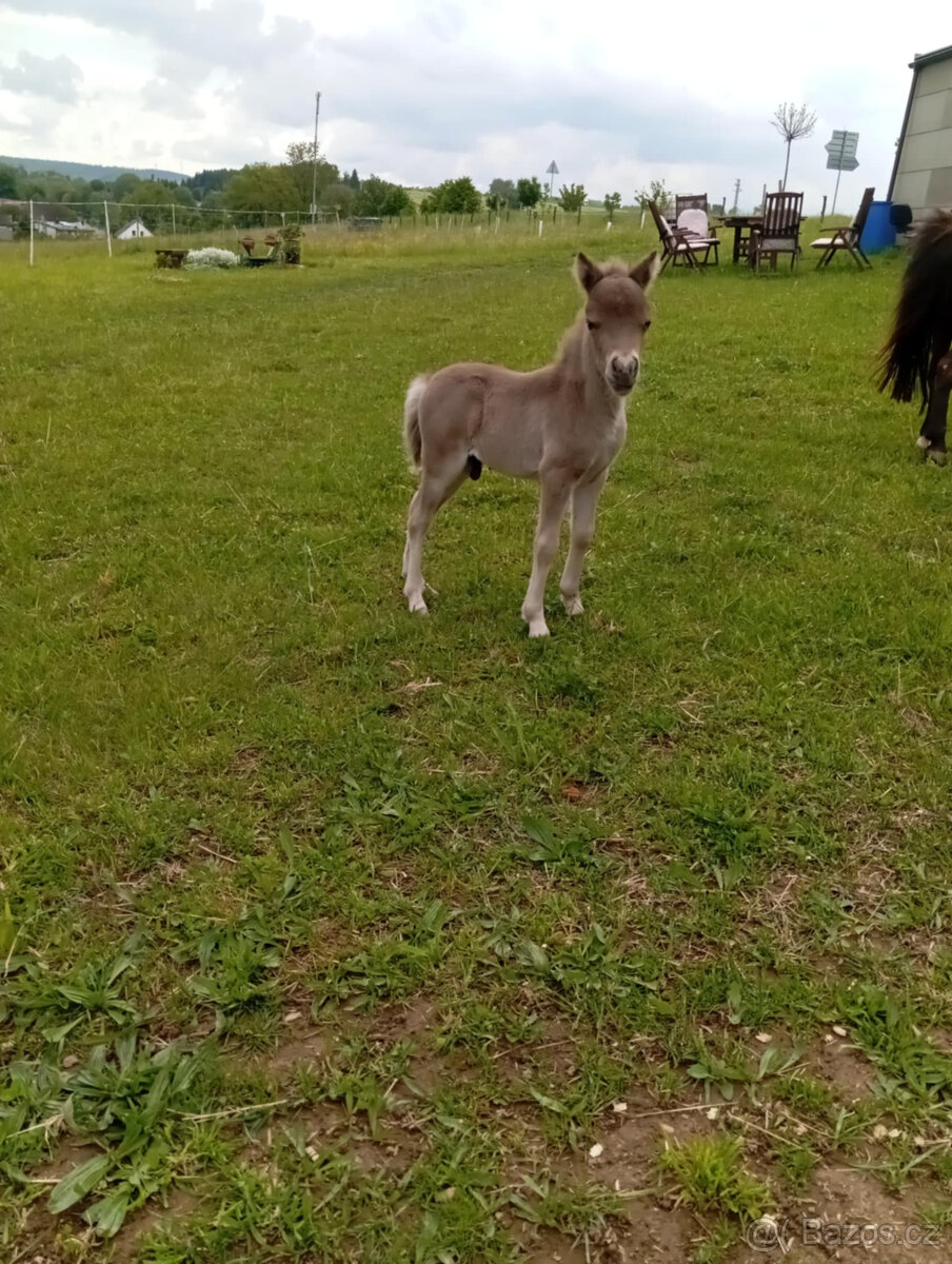Americký miniaturní kůň , AMHA -minihorse - 3