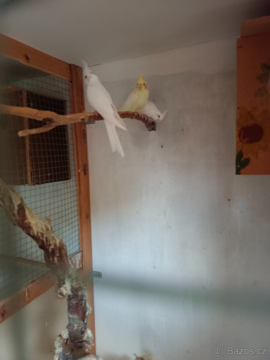 Letošní mladé Korely - 3