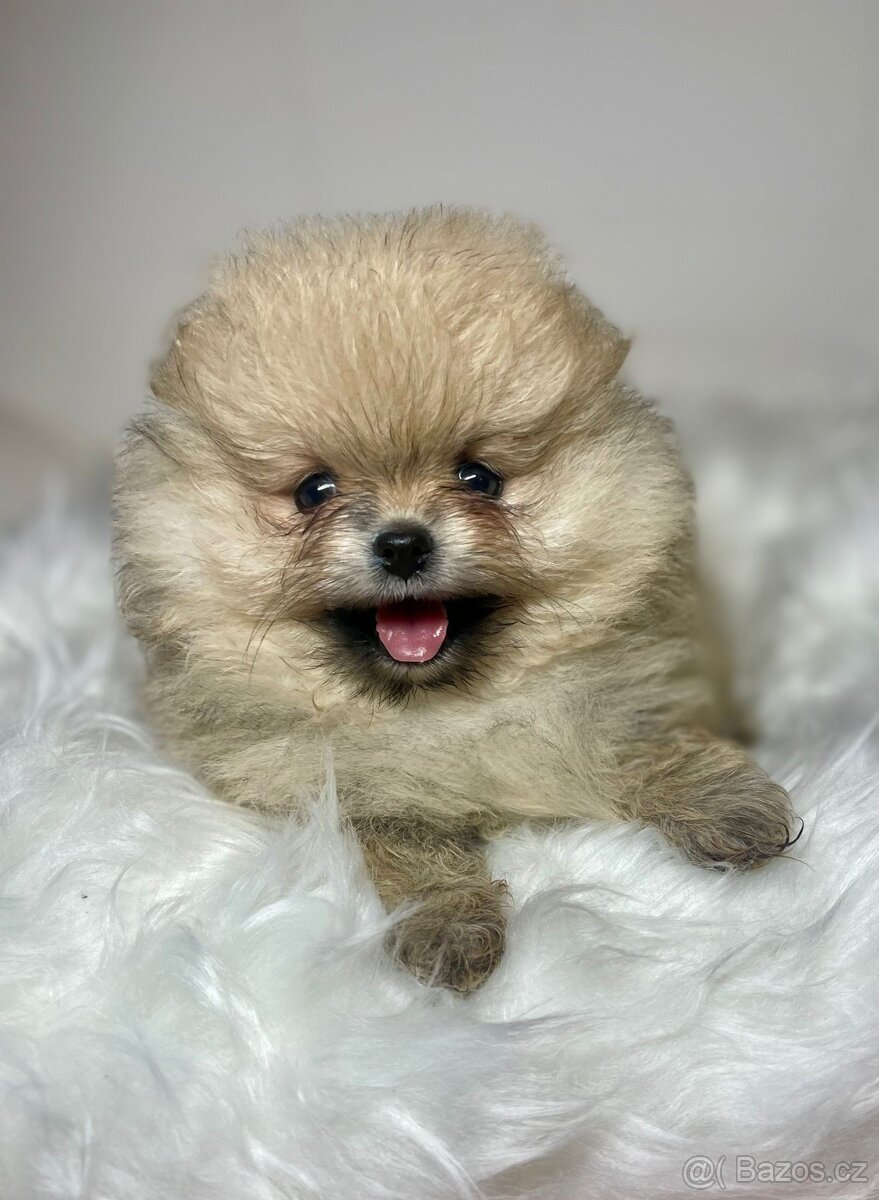 Pomeranian s PP FCI - nádherná štěňátka - 3