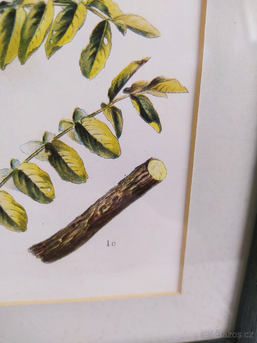 Obrázek herbář Il. - 3