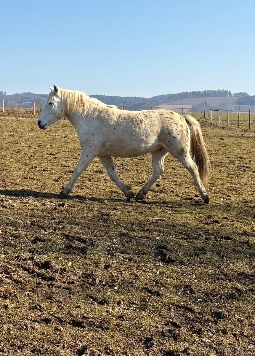 Valach appaloosa x pony - 3