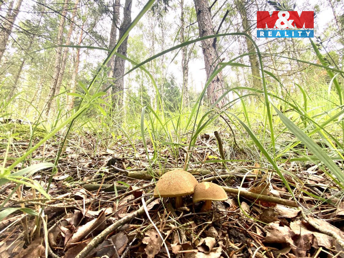 Prodej lesa v Koroužném - 3