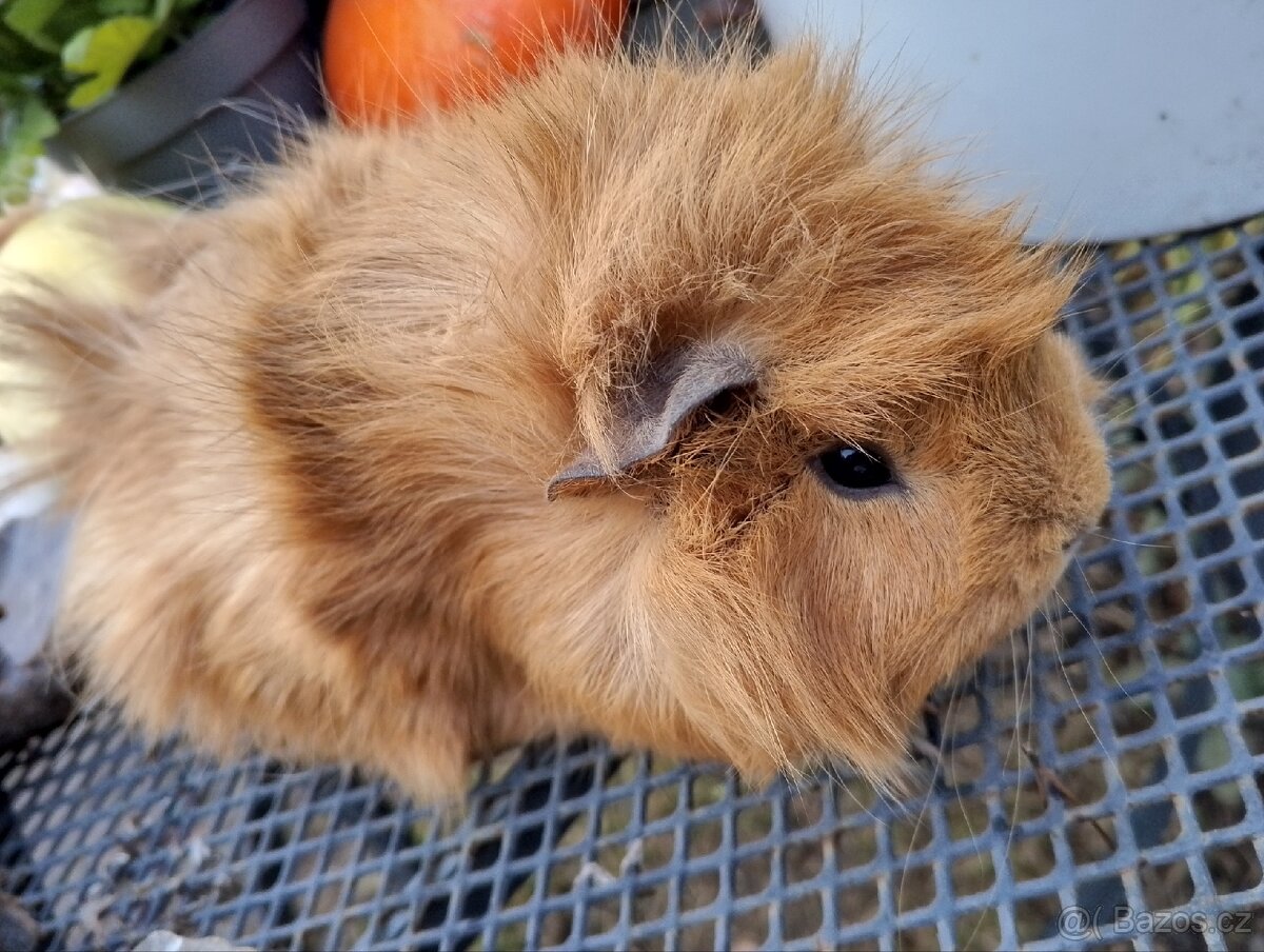 Morčátko holčička - 3