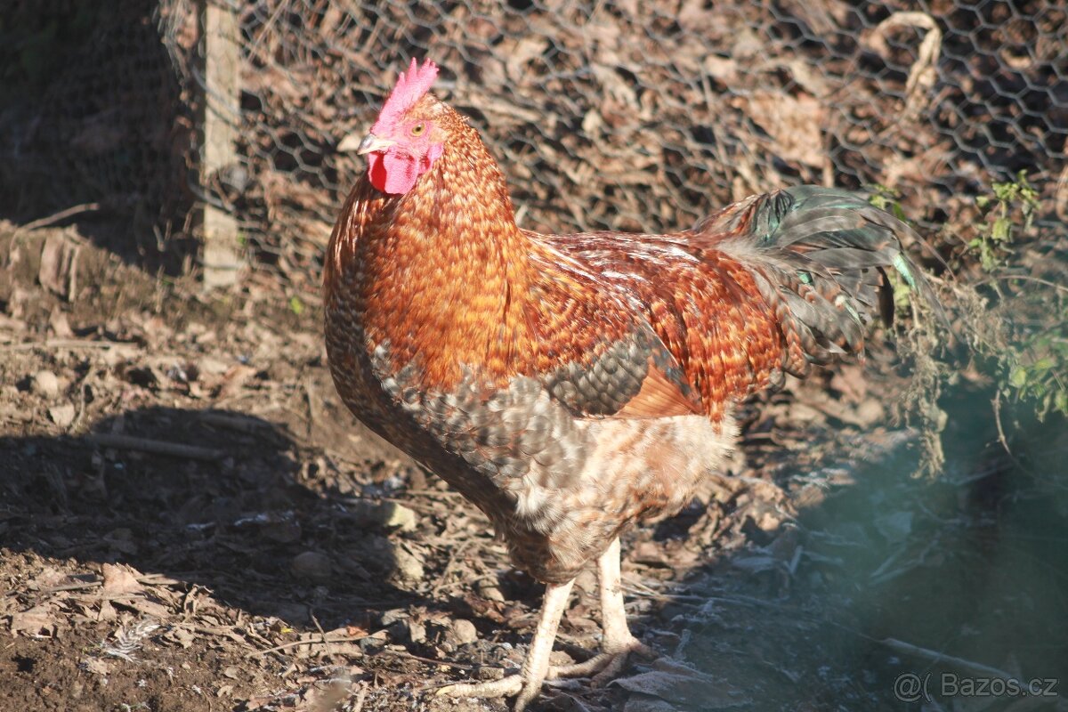 Kohout - 3