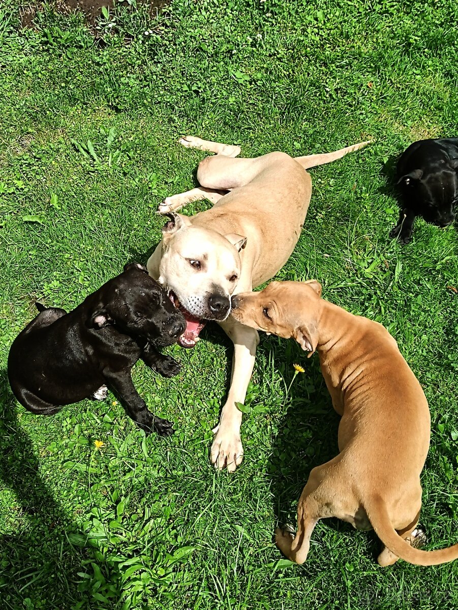 Nabízím Pitbulla s PP APBT na krytí. - 3