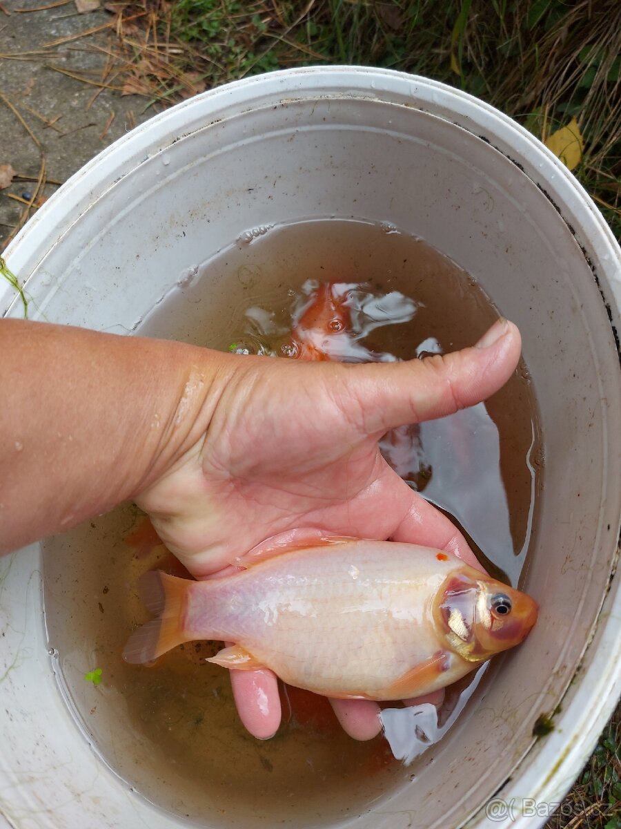 Prodám různé karásky - 3