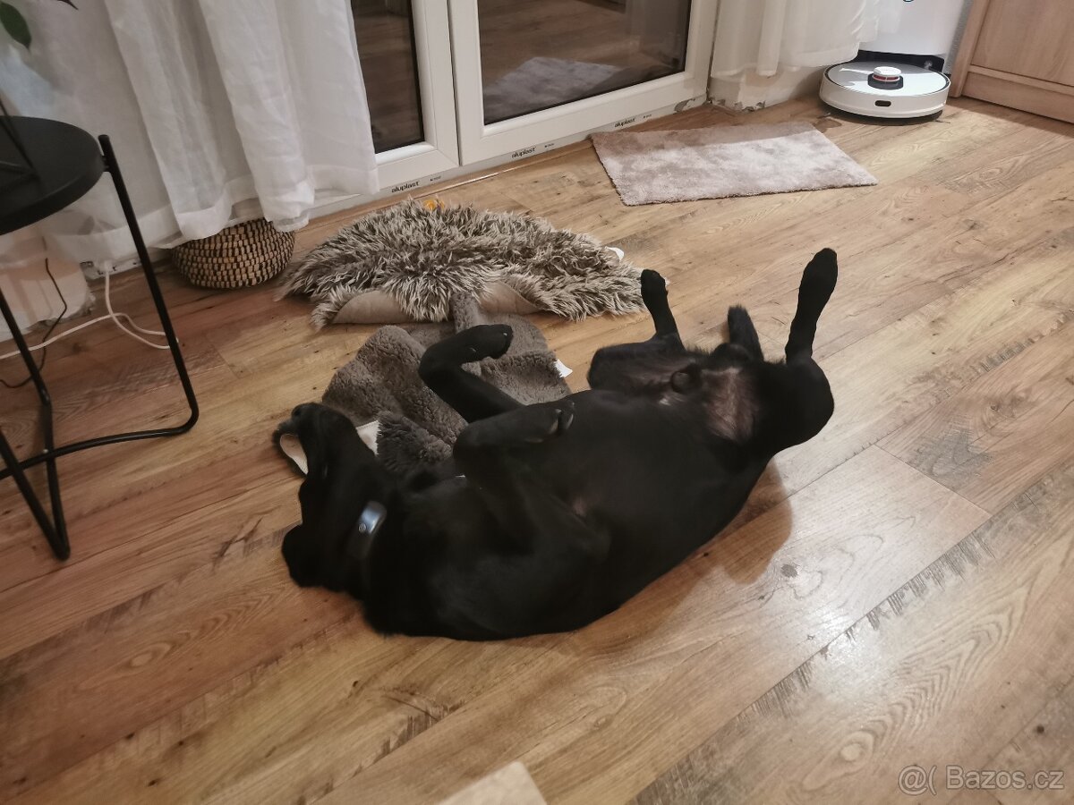 Daruji labradora - 3