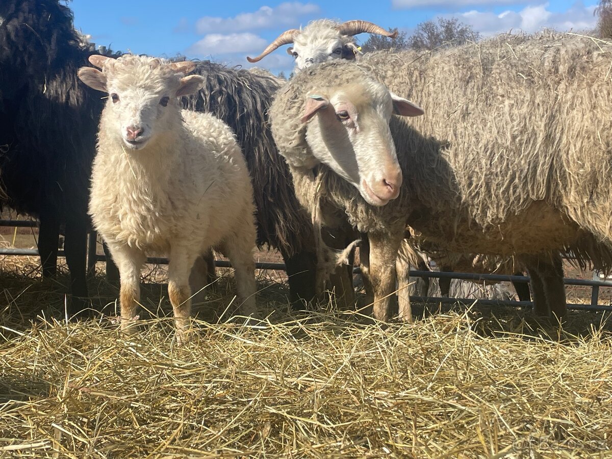 Prodej stáda ovcí – Šumavská ovce s PP - 3