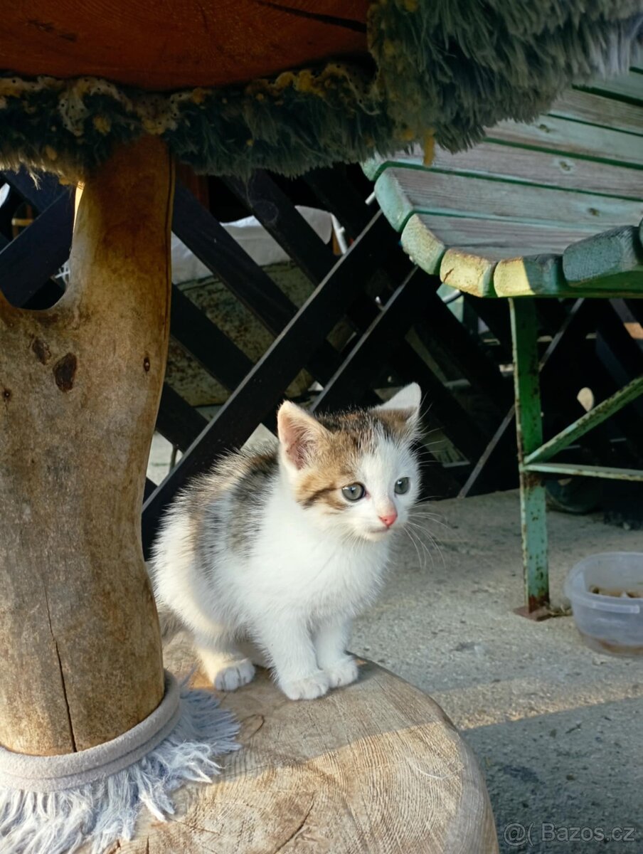 Koťátka - 3