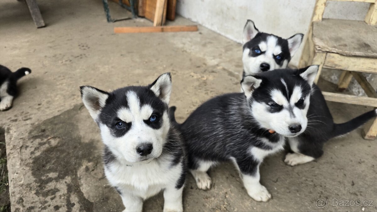 Štěňata Sibiřský husky - 3