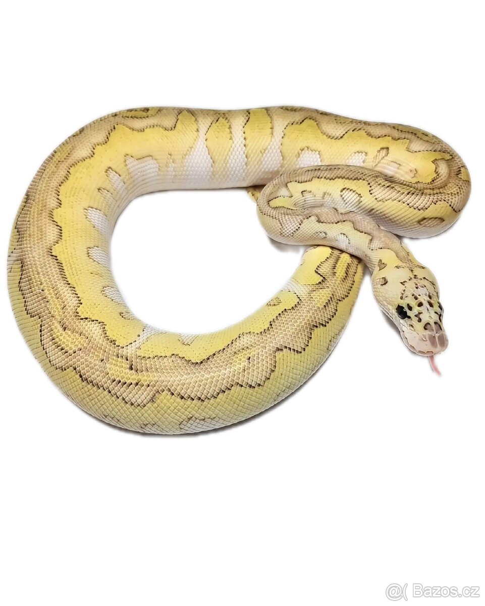 Krajta Královská - 3