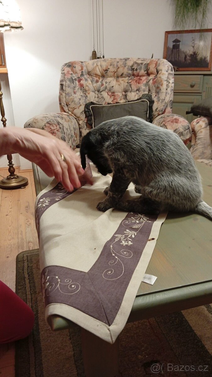 DARUJI štěně bez PP - 3