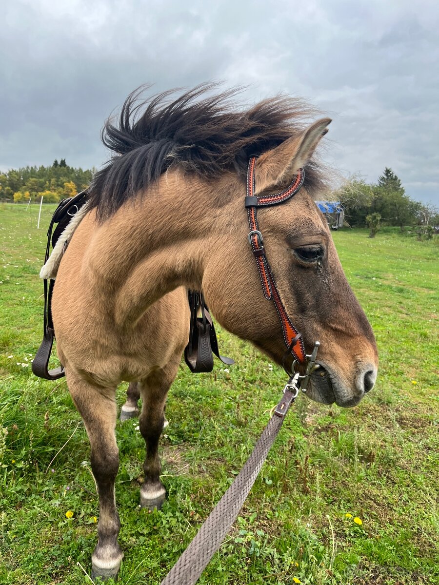 Docházka ke koním - 3