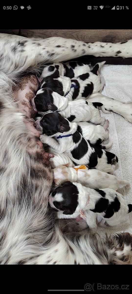 Německý křepelák - 3