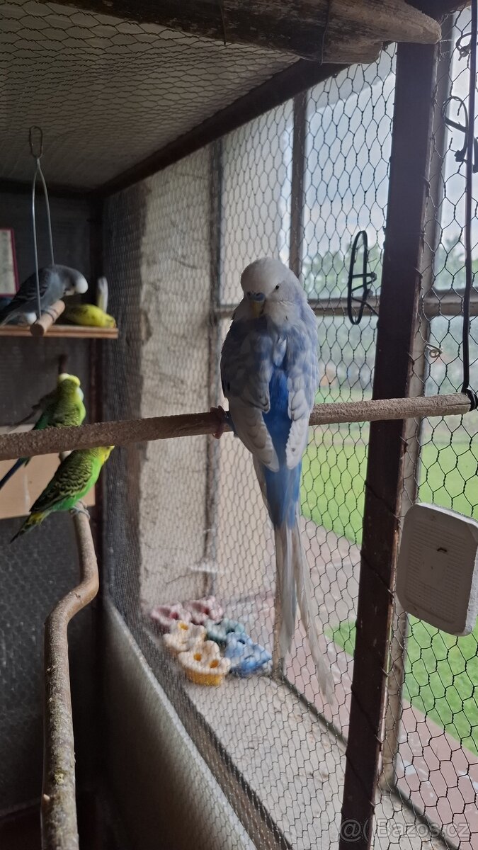 ANDULKY K ODBĚRU - 3