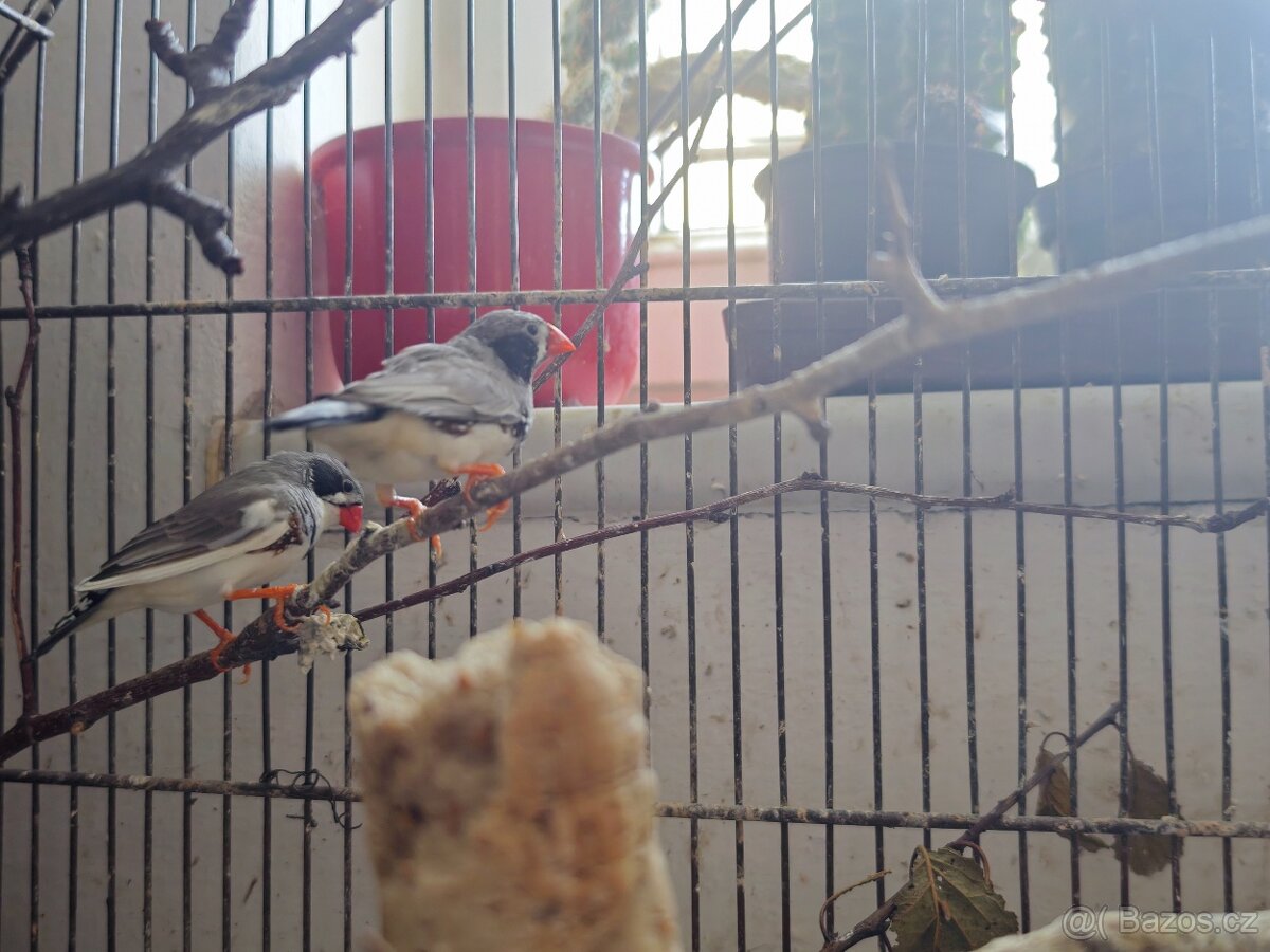 Prodám zebřičky - 3