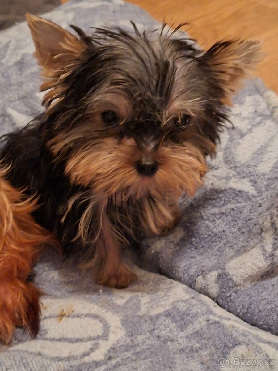 Jorkšírský teriér bez pp - 3