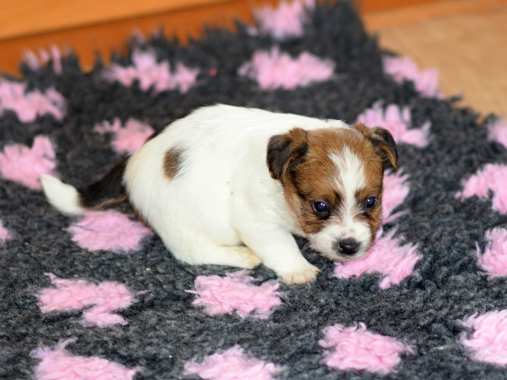 Jack Russel teriér s PP - Vitto - 3