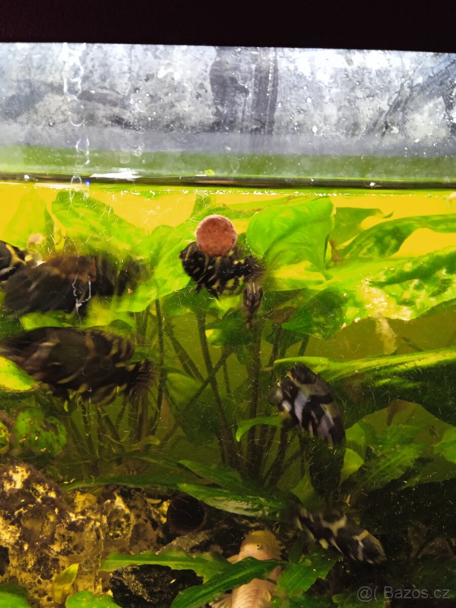 Vrubozubec pavi-ocelat - 3