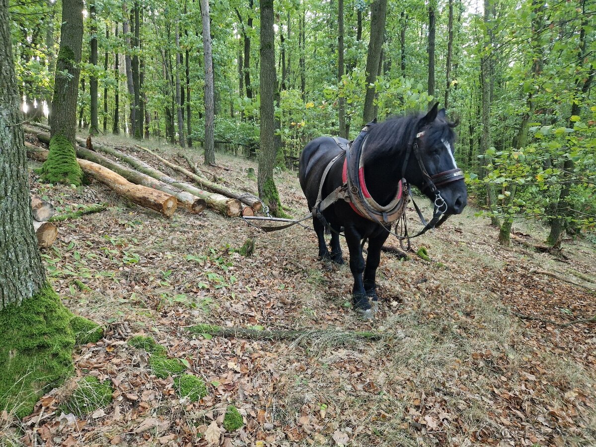 Chladnokrevny valach - 3