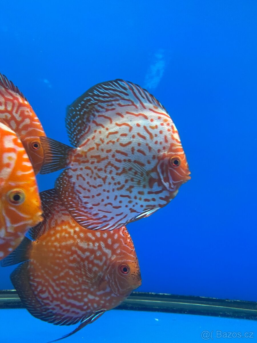 Terčovec- diskus - 3