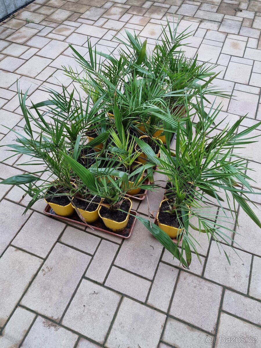 Prodám palmičky a opuncie - 3