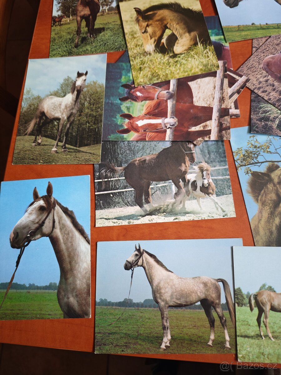 Pohlednice koní, 62ks - 3