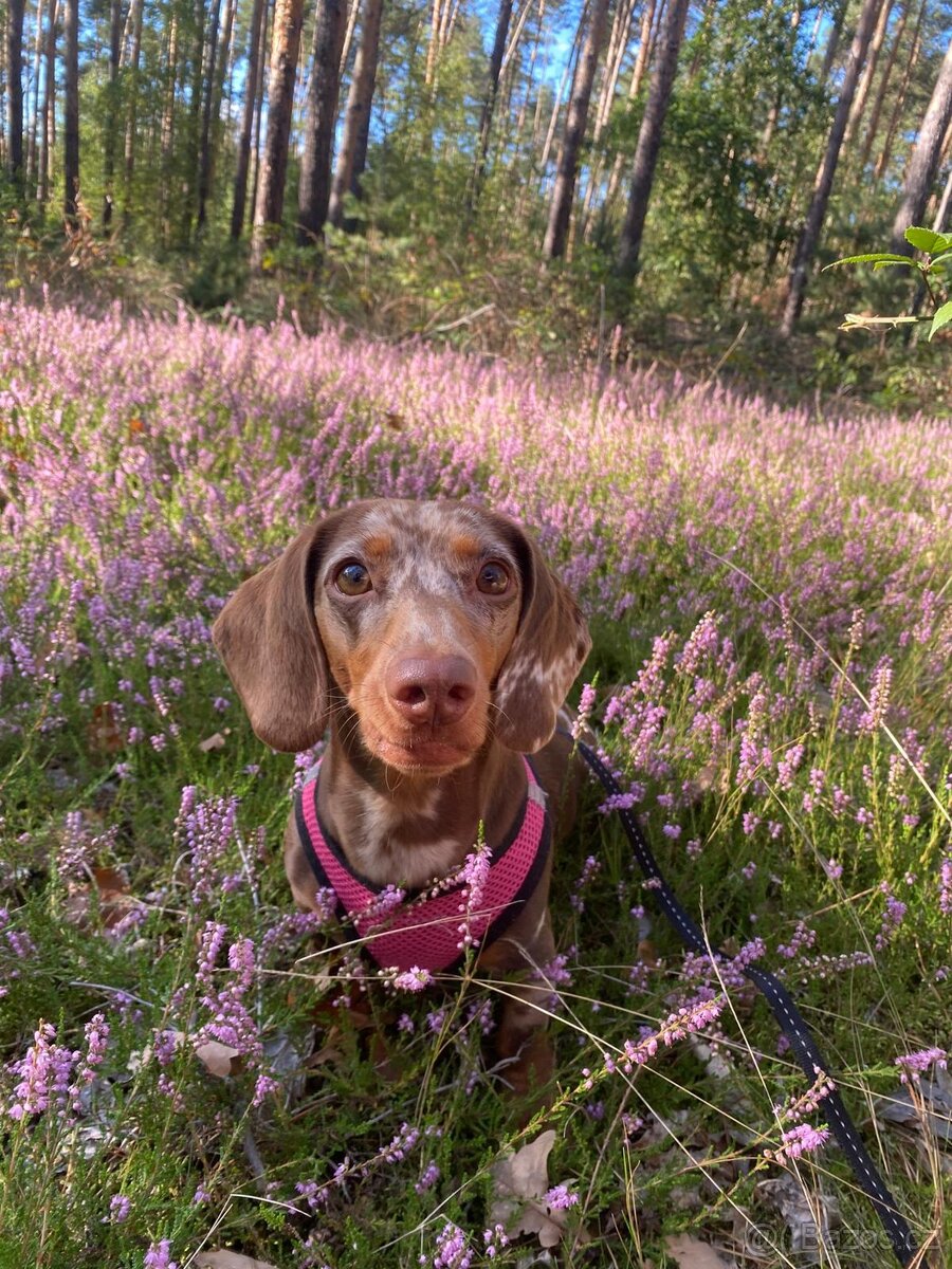 Sháníme pejska ke krytí - 3