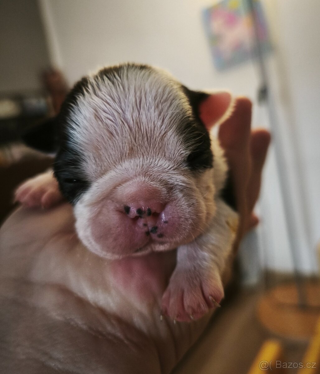 Bostonský teriér - 3