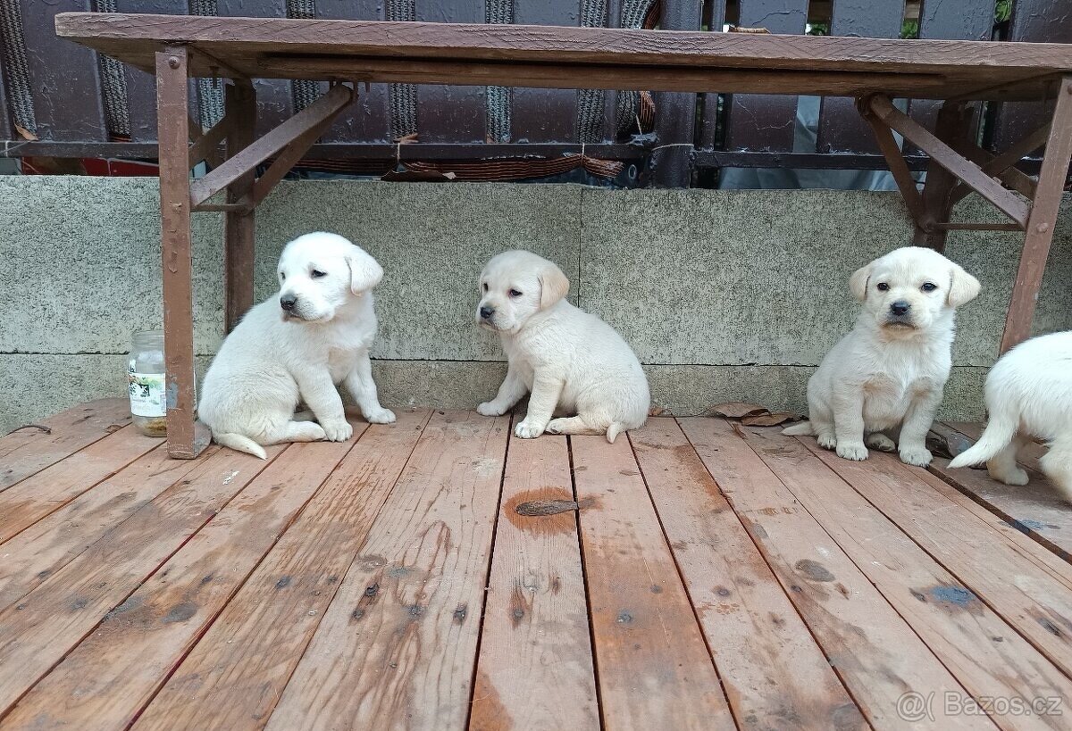 Labradorský retrívr ❤️❤️ - 3