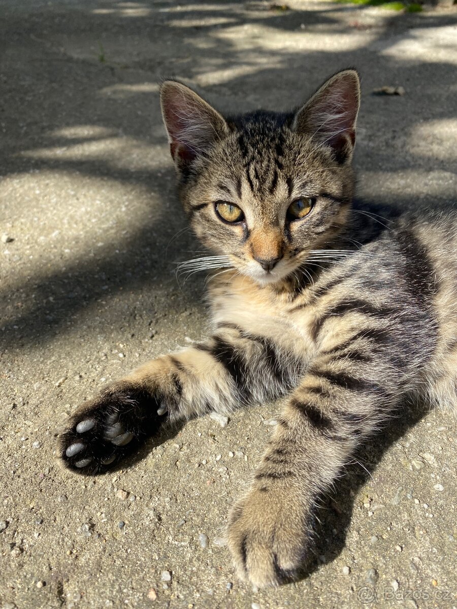 Koťata hledají nový domov 🐾 - 3