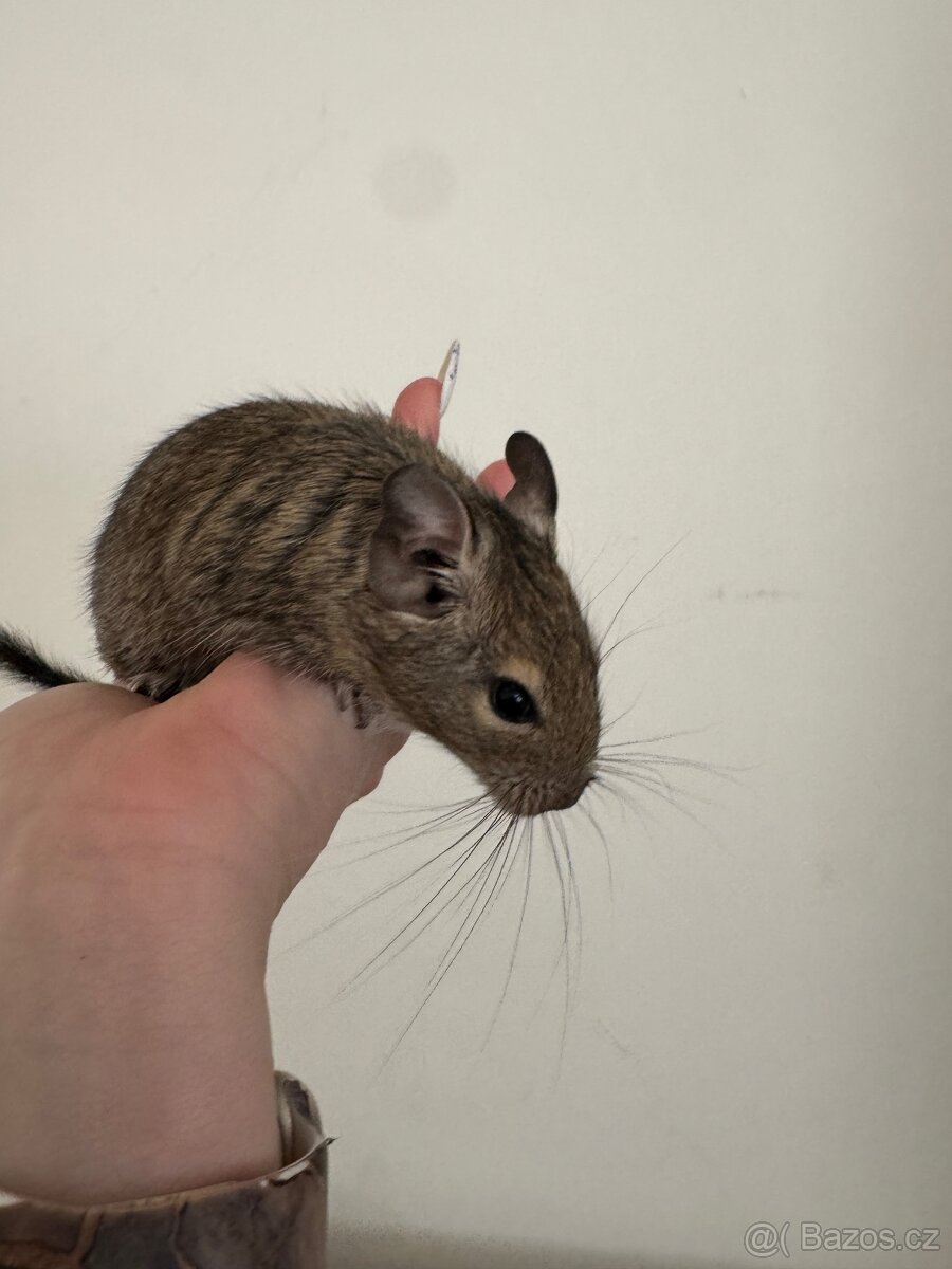 Osmák Degu - 3