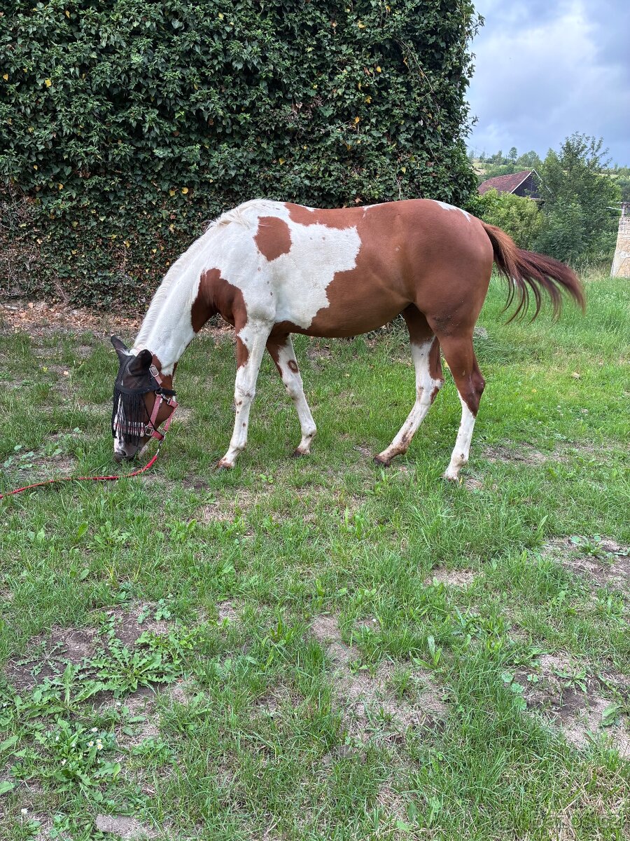 Klisna Paint horse - 3