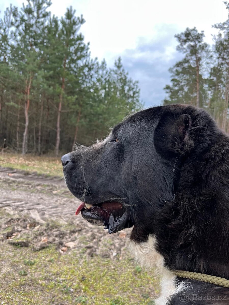 Středoasijský pastevecký pes - SAO - 3