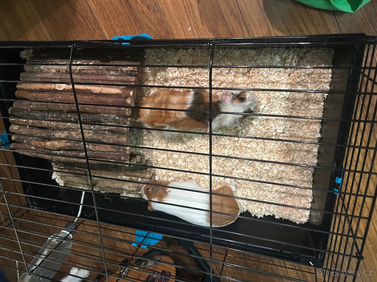 Morčátka za odvoz - 3