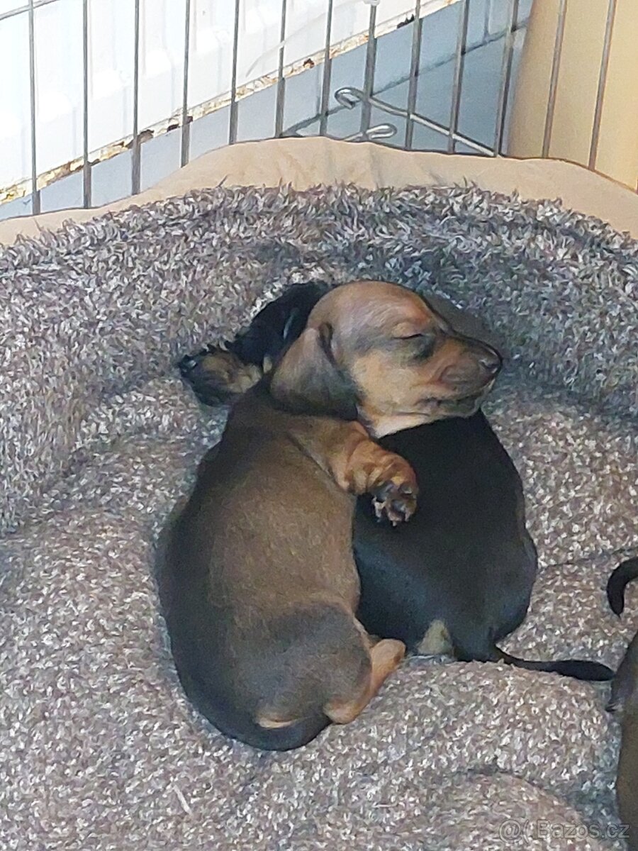 Jezevčík hladkosrstý trpasličí - 3