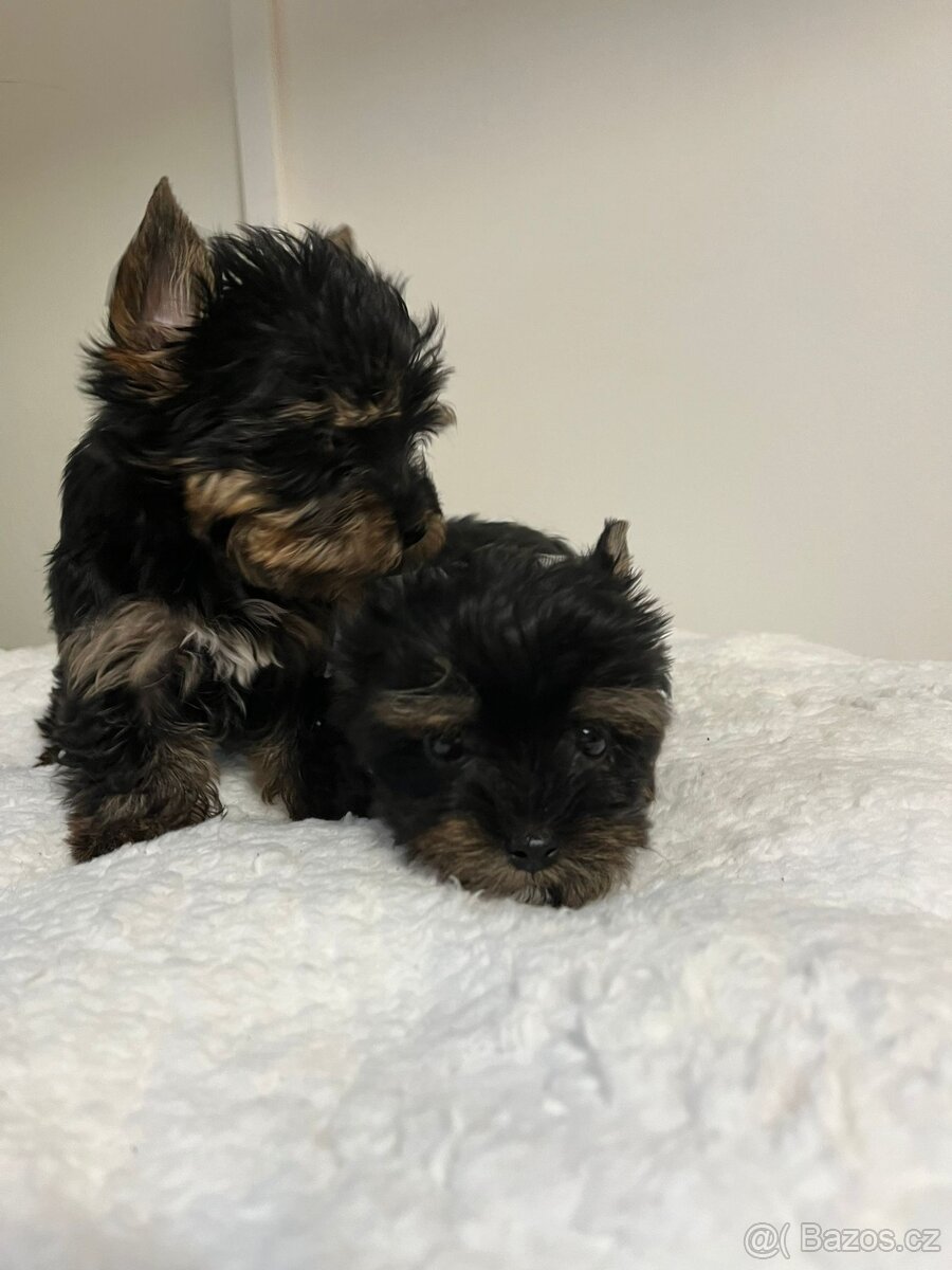 Jorkširský teriér - 3