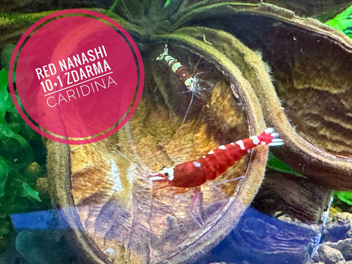 Caridina Red Nanashi 10+1 zdarma - 3