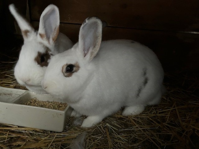 samice králíka 8 měsíců - 3